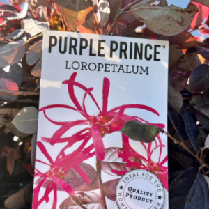 LOROPETALUM chinensis 'Purple Prince'