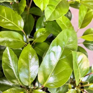 SCHEFFLERA 'Alpine' (Umbrella Plant)