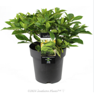 HYMENOSPORUM flavum 'Lushious'