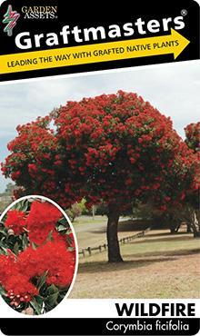 Corymbia ficifolia (Grafted) ‘Wildfire’