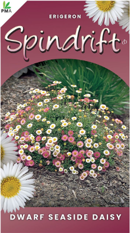 ERIGERON 'Spindrift' (Dwarf Seaside Daisy)