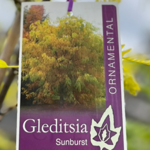 GLEDITSIA triacanthos inermis 'Sunburst'