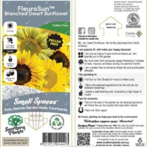 HELIANTHUS annuus nana (Dwarf Sunflower)