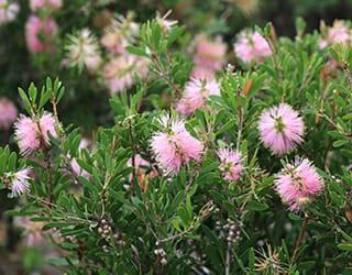 CALLISTEMON 'Sweet Burst'