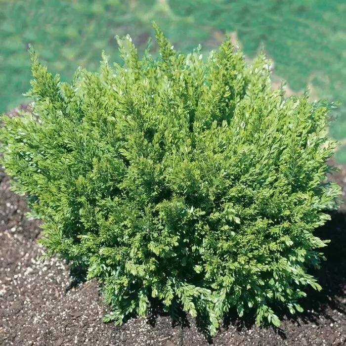 ACACIA howitti 'CRANBERY HONEYBUN'