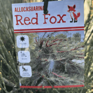ALLOCASUARINA monilifera 'Red Fox'