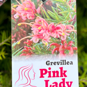 GREVILLEA juniperina prostrate 'Pink Lady'