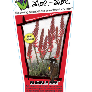 Aloe hybrid 'Bumble Bee'