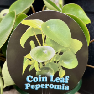 PEPEROMIA polybotrya (Rain Drop/Coin Leaf)