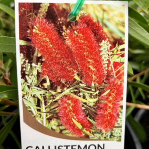 CALLISTEMON 'Harkness'