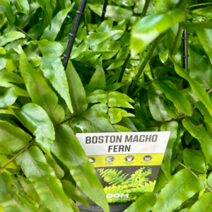 NEPHROLEPIS biserrata 'Macho Fern'