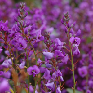 HARDENBERGIA violacea 'Sea Of Purple'