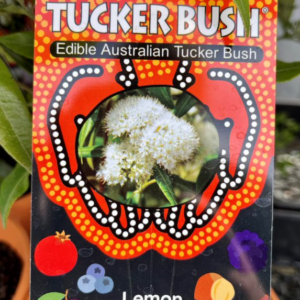 TUCKER BUSH 'Lemon Myrtle'