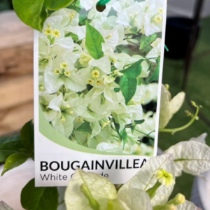 BOUGAINVILLEA glabra 'White Cascade'