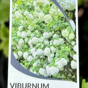 VIBURNUM sterile 'Snowball Tree'