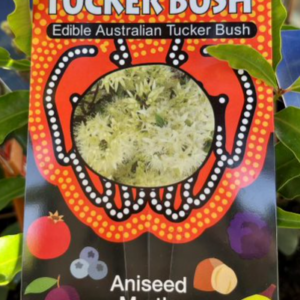 TUCKER BUSH 'Aniseed Myrtle'