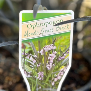OPHIOPOGON planiscapus 'Nigrescens' (Mondo Grass Black)