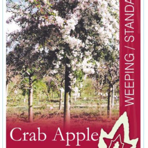 MALUS 'Floribunda'