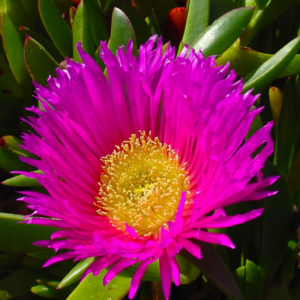 CARPOBROTUS rossii