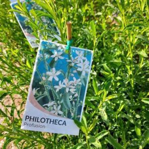 PHILOTHECA myoporoides 'Profusion'