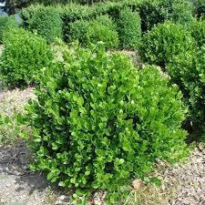 Buxus Faulkner