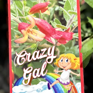 EREMOPHILA 'Crazy Gal'