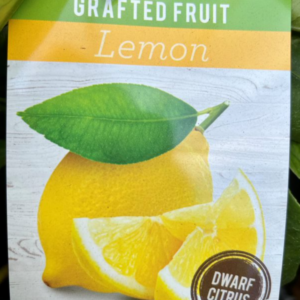 CITRUS Lemon 'Lisbon' (Dwarf-Grafted)