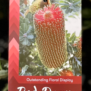 BANKSIA praemorsa 'Red Dawn'