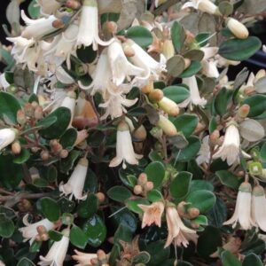 Correa 'Ivory Chimes'