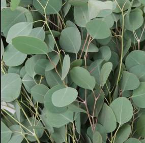 EUCALYPTUS cinerea (Argyle apple or Silver Dollar gum)