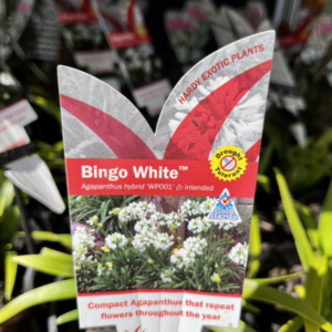 AGAPANTHUS 'Bingo White'