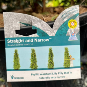 SYZYGIUM 'Straight & Narrow' (Lilly Pilly)