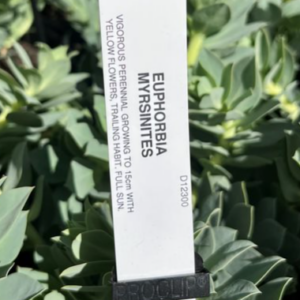 EUPHORBIA myrsinites