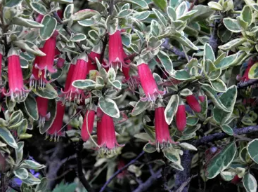 Correa reflexa 'Trixibelle'