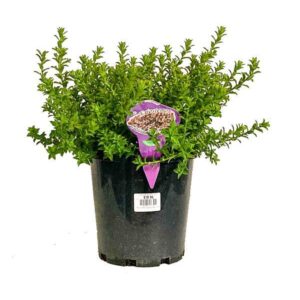 PHILOTHECA 'Cascade of Stars'