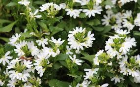 Scaevola 'Fairy White'