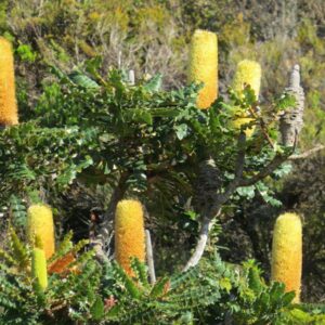 BANKSIA 'Grandis'