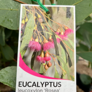 EUCALYPTUS leucoxylon 'Rosea'