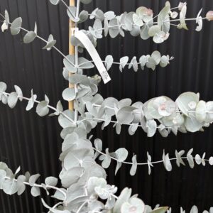 Eucalyptus crucis (Silver mallee)