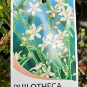PHILOTHECA 'Profusion'