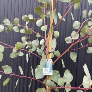 Eucalyptus tereticornis (Forest red gum)