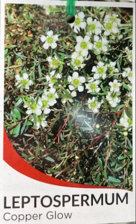 LEPTOSPERMUM 'Copper Glow'