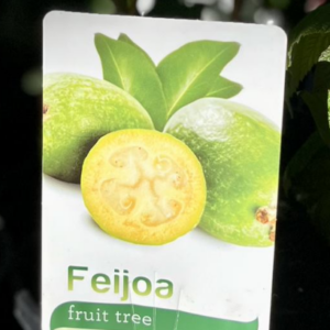 FEIJOA sellowiana (Guava)