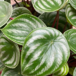 PEPEROMIA argyreia 'Watermelon'