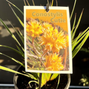 CONOSTYLIS candicans ‘Cutie’