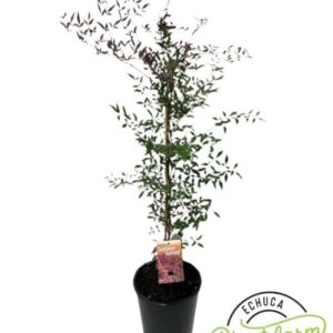NANDINA domestica ‘Summer Sunset’ PBR