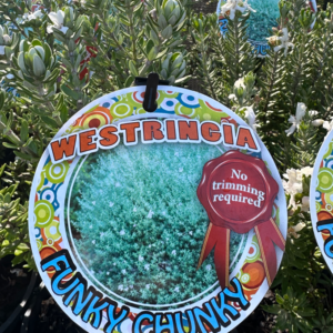 WESTRINGIA fruticosa 'Funky Chunky'
