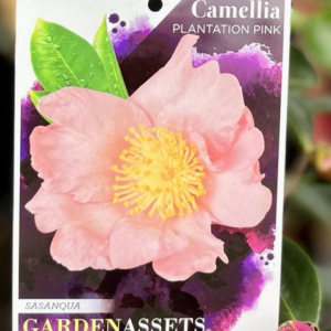 CAMELLIA sasanqua 'Plantation Pink'