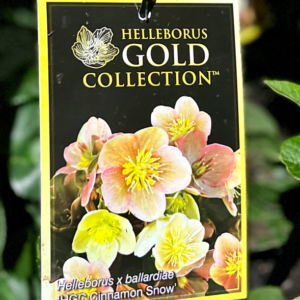 HELLEBORUS 'HGC Cinnamon Snow'
