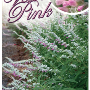 SALVIA 'Velour Pink'